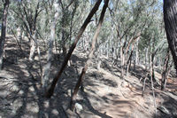 Woodland track to the active area